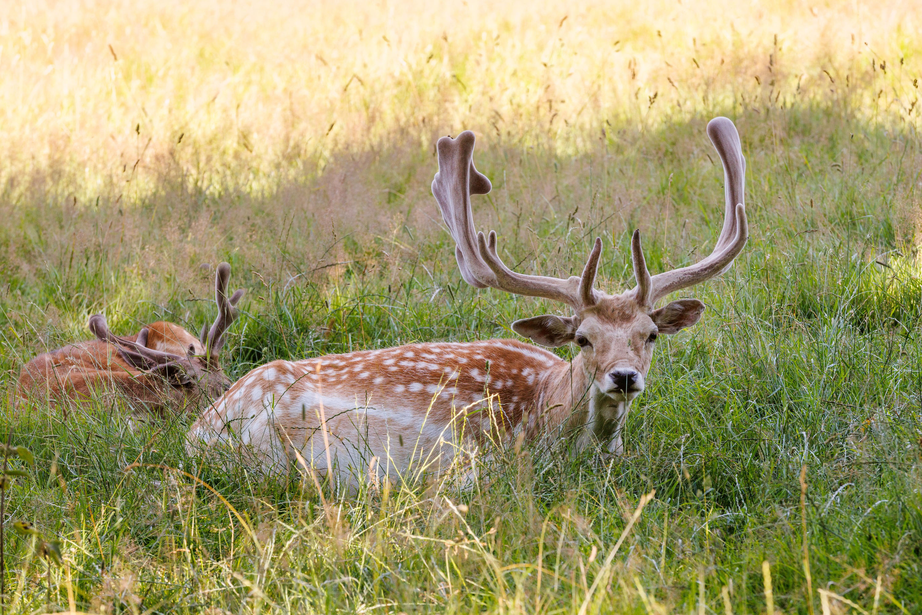 Rehe im Wildgehege Putbus
