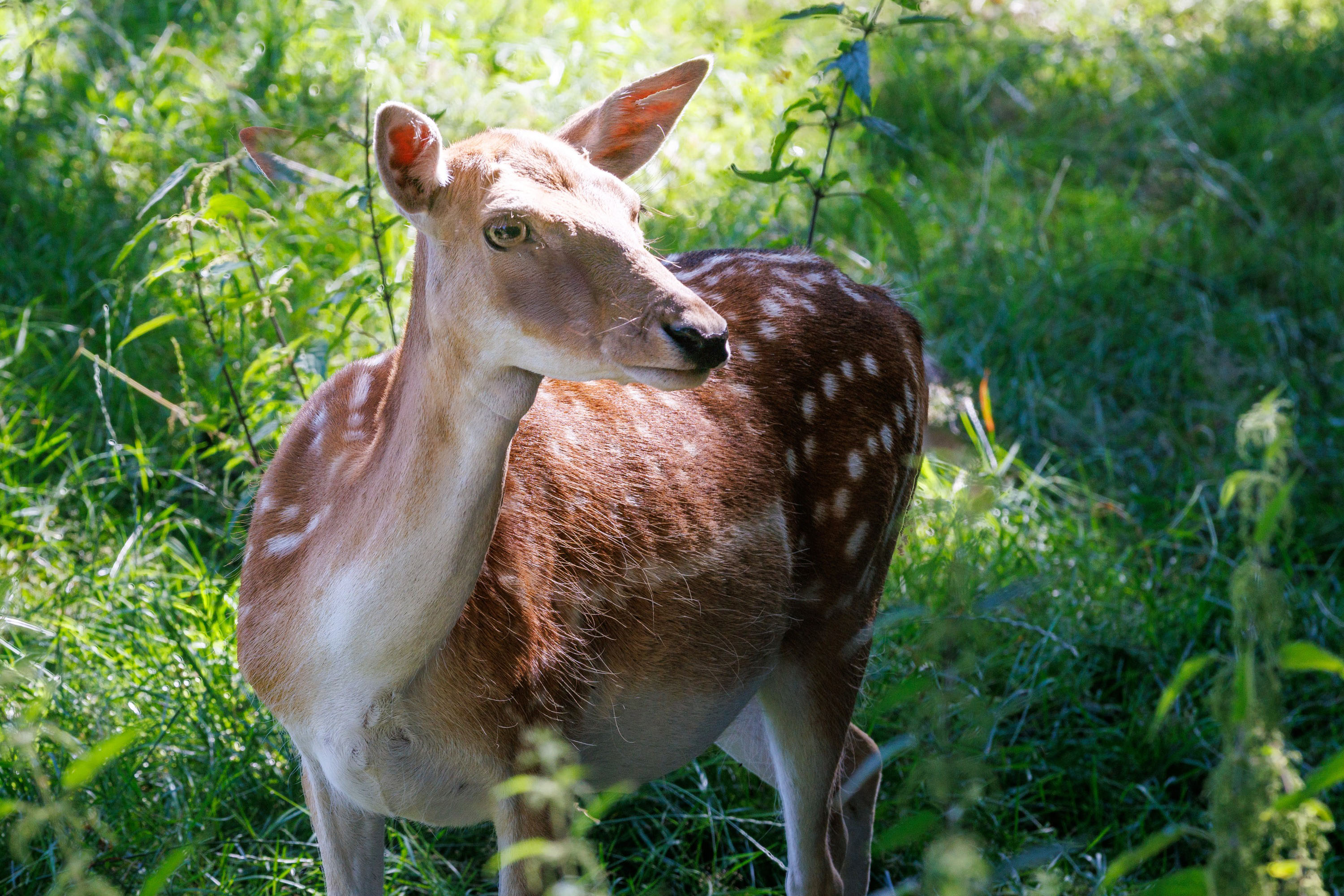 Rehe im Wildgehege Putbus
