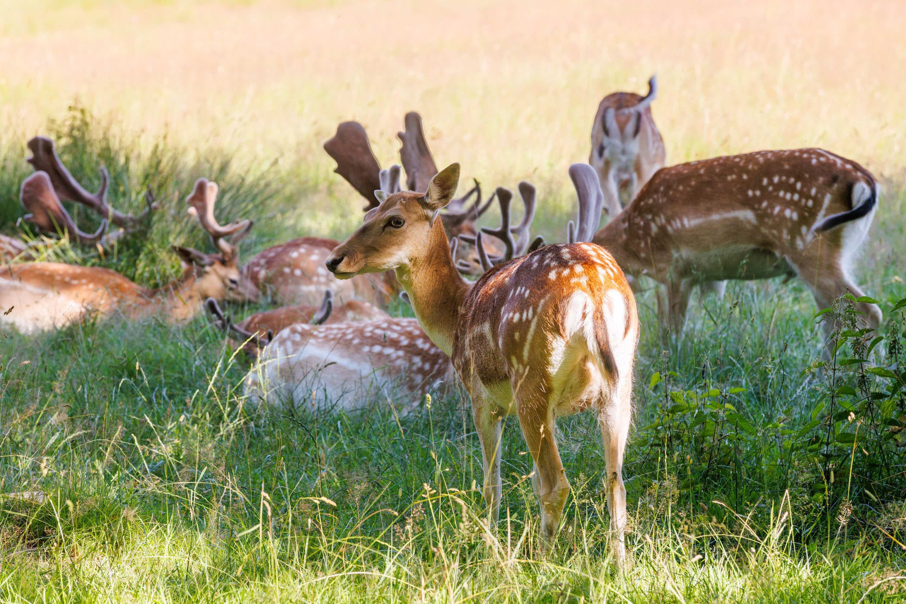 Rehe im Wildgehege Putbus