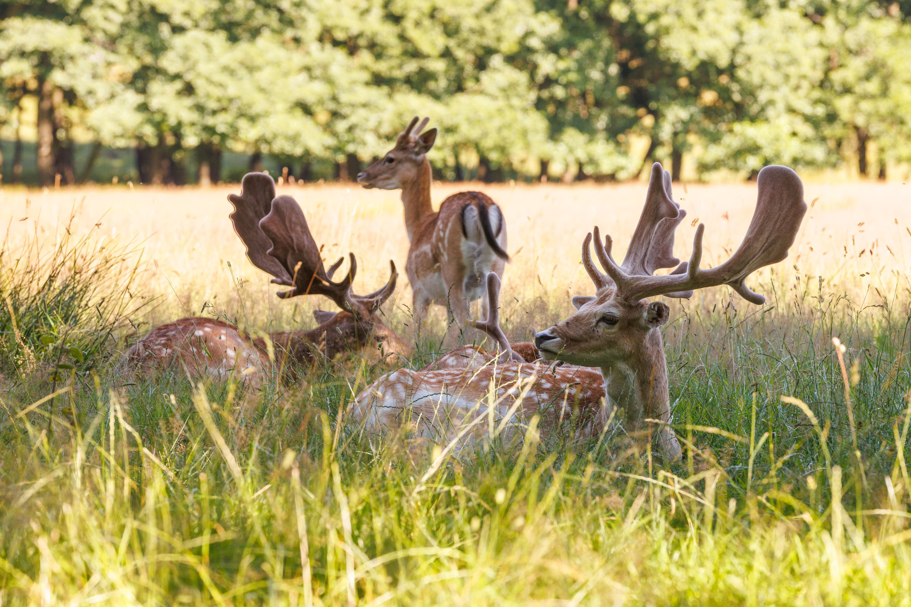 Rehe im Wildgehege Putbus